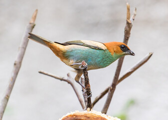 Colorful Bird Perched on a Branch in Natural Light
