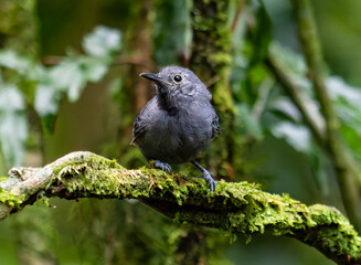 Small Gray Bird Perched on a Lichen‑Covered Branch in a Forest
