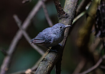 Small Gray Bird Perched on a Branch in a Forest