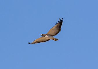 Hawk Soaring Across Clear Blue Sky