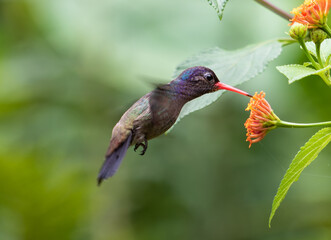 Hummingbird Feeding on Vibrant Orange Flowers in a Lush Garden