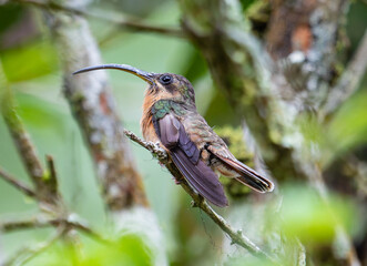 Hummingbird with Curved Bill Perched on a Branch in a Lush Forest