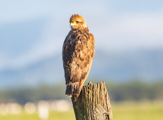 Young Raptor Perched on a Weathered Wooden Post in Open Farmland