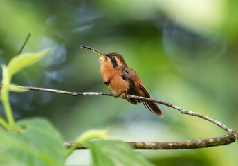 Tiny Hummingbird Perched on a Thin Branch in a Lush Forest