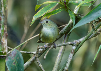 Small Green Bird Perched on Branches in a Forest Setting