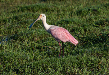 Pink Wading Bird Standing on Wet Grass in Natural Light