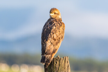 Young Raptor Perched on a Wooden Post in Warm Evening Light