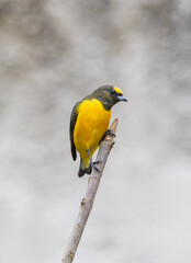 Yellow‑Bellied Songbird Perched on a Bare Branch