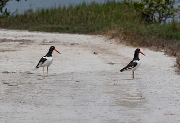 Two Shorebirds Standing on a Sandy Path Near Coastal Vegetation