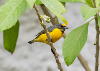 Yellow‑Bellied Songbird Perched on a Branch Among Green Leaves