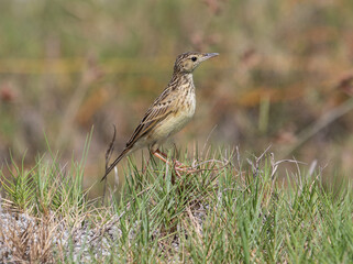 Small Brown Bird Standing on Grass in a Natural Meadow