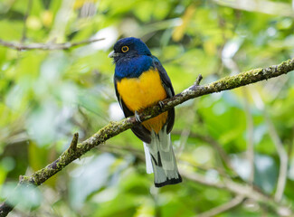Colorful Bird Perched on a Mossy Branch in a Lush Forest