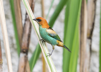 Colorful Bird Perched on Tall Green Reeds