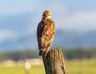 Young Raptor Perched on a Weathered Wooden Post at sunrise
