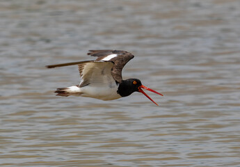 American Oystercatcher (Haematopus palliatus) flying over water with open beak in its natural habitat