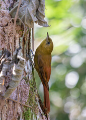 Bird Climbing a Tree Trunk in a Sunlit Forest