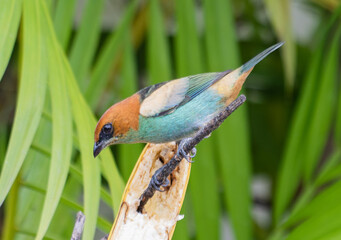 Colorful Bird Feeding on a banana