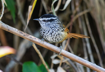 Small Spotted Bird Perched on a Branch in Dense Vegetation