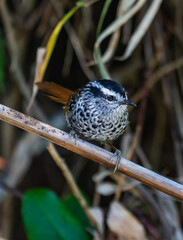 Small Spotted Bird Perched on a Thin Branch in Natural Habitat