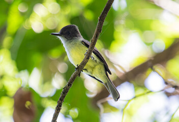 Small Bird Perched on a Branch in a Sunlit Forest