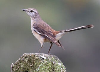 Wild Bird Standing on a Mossy Rock in Natural Light