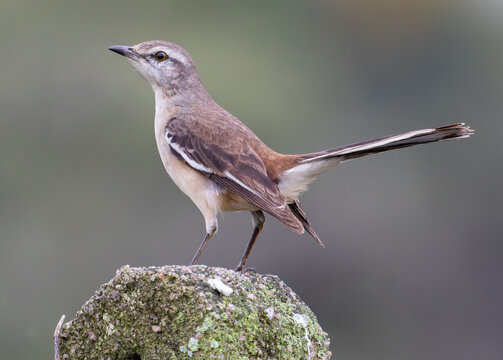Wild Bird Standing on a Mossy Rock in Natural Light