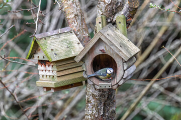 Blue tit feeding at wooden bird house attached to tree © Tosh Lubek