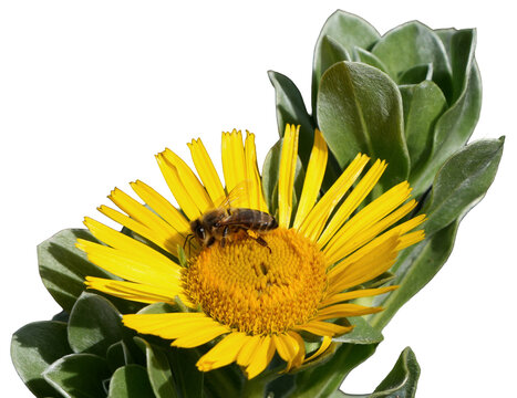 honey bee (apis mellifera) pollinating a yellow canary island daisy (asteriscus sericeus).