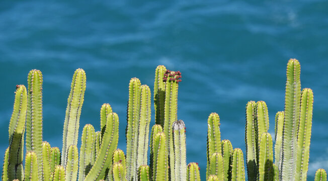 green canary island spurge (euphorbia canariensis) plants against a blue ocean background.