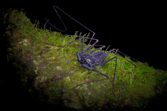 Tailless whip scorpion (Amblypygi) in Costa Rica rainforest, nocturnal arachnid with long antenniform legs on moss covered branch in tropical forest