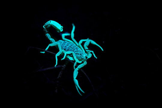 Glowing scorpion under ultraviolet light in Morocco, fluorescent exoskeleton shining bright green in the dark desert night, close up macro wildlife photography of nocturnal arachnid predator