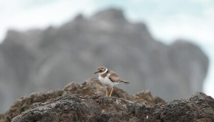common ringed plover (charadrius hiaticula) standing on a rocky coast with blurred background.