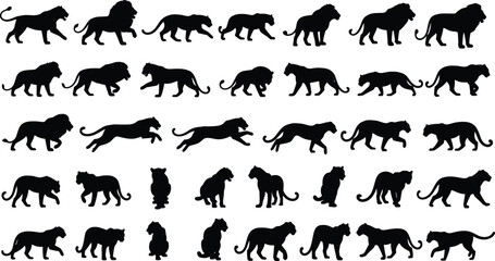Fototapeta premium Collection of black lion and tiger silhouettes featuring big cats in various action poses like walking running and sitting isolated on white background
