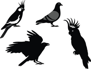 Obraz premium Detailed black silhouettes of various birds including a cockatiel, pigeon, cockatoo, and crow, isolated on a white background for vector graphic design.