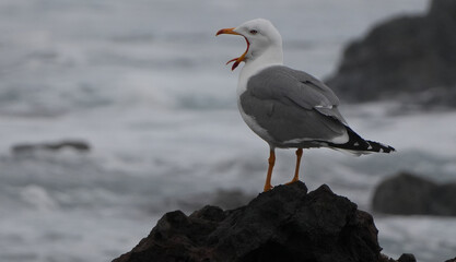yellow-legged gull (larus michahellis) screaming with open beak on a rock by the sea.