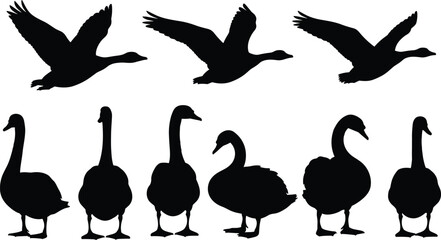 Detailed collection of black swan and goose silhouettes in various flying and standing poses, isolated on a white background for vector graphic design. © IconicCreations