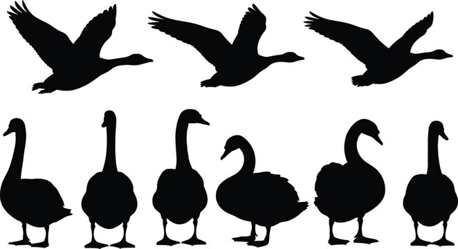Detailed collection of black swan and goose silhouettes in various flying and standing poses, isolated on a white background for vector graphic design.