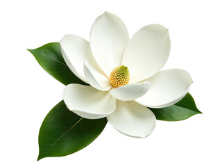 Fototapeta premium Single white flower with green leaves on a simple white background, ideal for use in designs and layouts where a touch of nature is needed