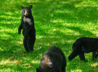 Black bear cub, Ursus americanus, about 8 months old, standing and watching siblings walk away © KQ Ferris