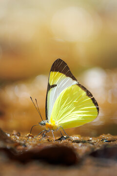Cloudless sulphur butterfly (Phoebis sennae) resting on moist soil in warm golden light