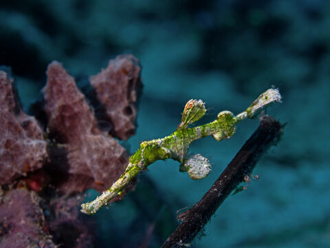 Halimeda Ghostpipefish - Solenostomus halimeda - Halimeda Geisterpfeifenfisch