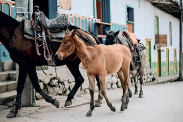 Horses walking through traditional colonial street in Latin American town. Authentic rural life and cultural heritage scene.