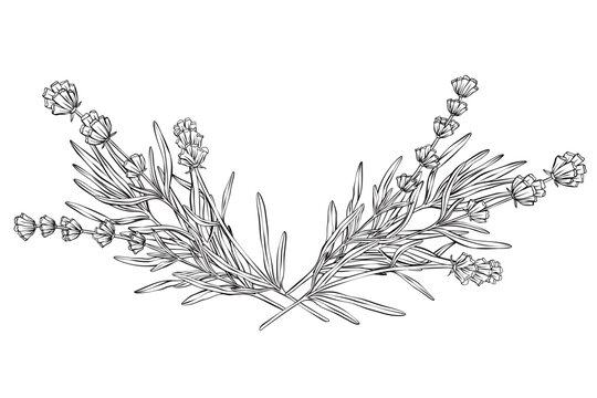 Black vector illustration of lavender branches forming decorative bottom border. Hand drawn linear botanical design in vintage engraving style. Perfect for invitations, frames, cards, logos, and decor