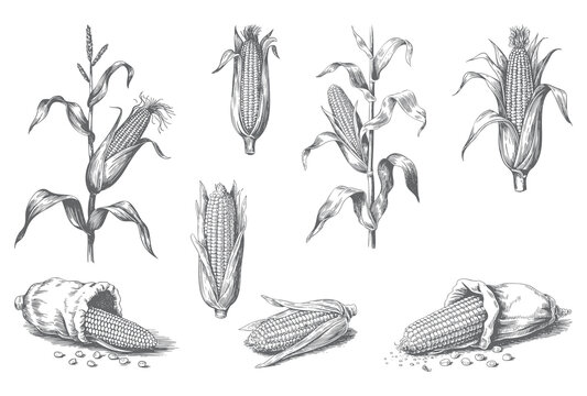Engraved corn plants and cobs in hand drawn sketch style.
