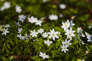 Dense cluster of white wood anemones blooming in green forest undergrowth, shallow focus and natural spring light