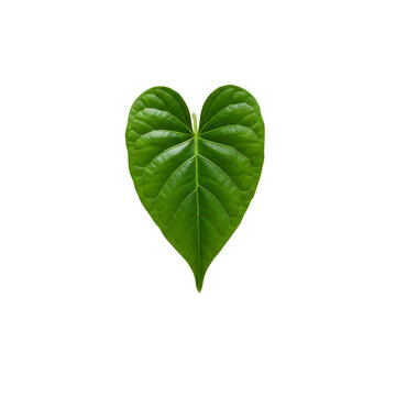 Heart shaped green leaf on white background