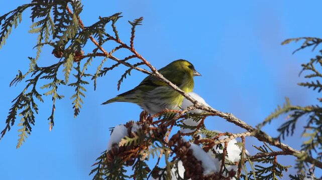 Close-up of an adult male Eurasian siskin perched sideways on a thuja branch near seeds against a blue sky on a sunny winter day.