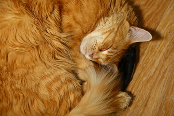 A cute orange fun cat sleeps curled up on a wooden floor. A series of photos from different angles. Top view portrait. Closeup
