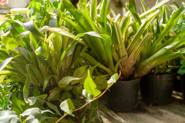 Obraz premium Potted Aechmea fasciata bromeliad plants in a sunlit tropical greenhouse