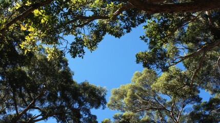 Obraz premium Serene View of Clear Blue Sky Framed by Lush Green Tree Foliage in a Peaceful Natural Environment for Relaxation and Outdoor Adventure